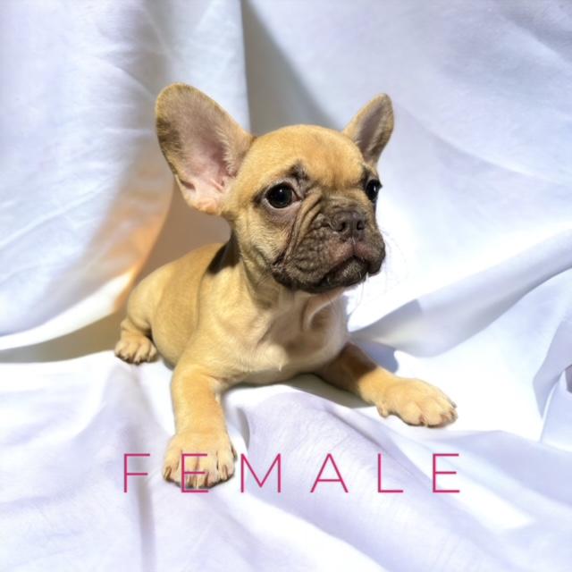 French Bulldog Puppies Hawaii Central Oahu French Bulldogs